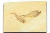 Plate With Two Fossil Fish (Diplomystus & Knightia) - Wyoming #367487-1
